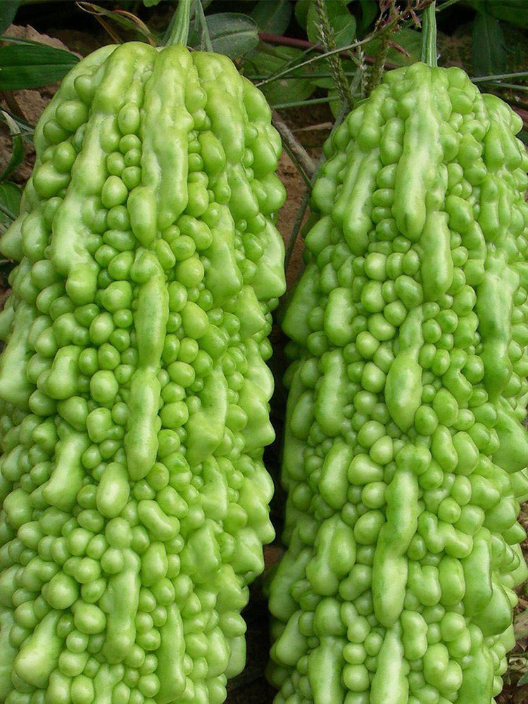 'Jiemei No.6' Bitter Gourd