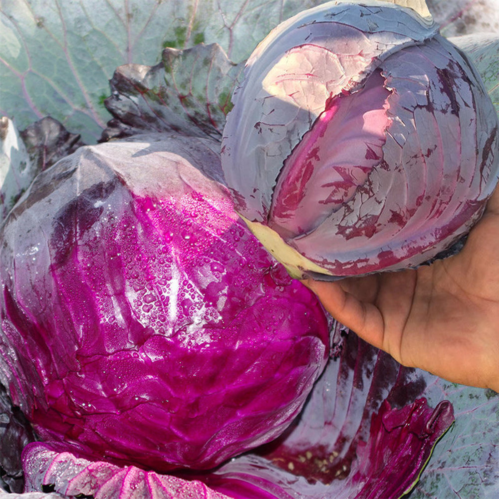 W957 Purple Wind Red Cabbage