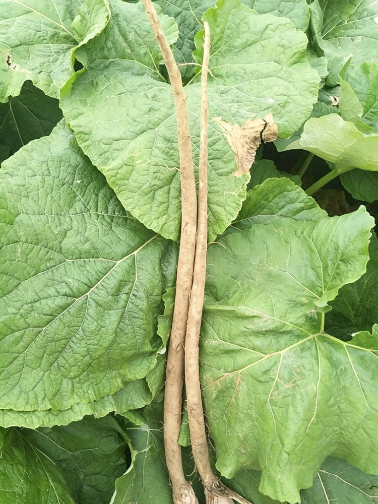 Longzhong Burdock