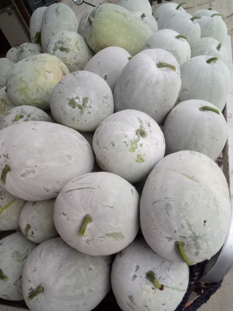 Beijing Chuanling No. 8 Wax Gourd