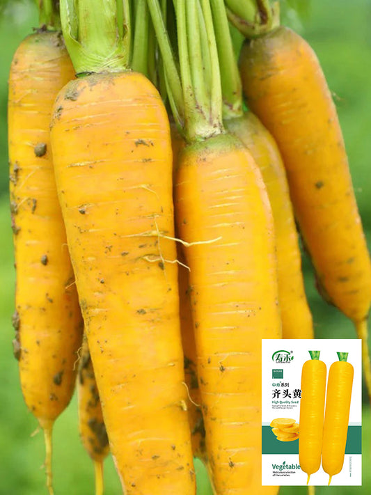 Qitou Yellow Carrot
