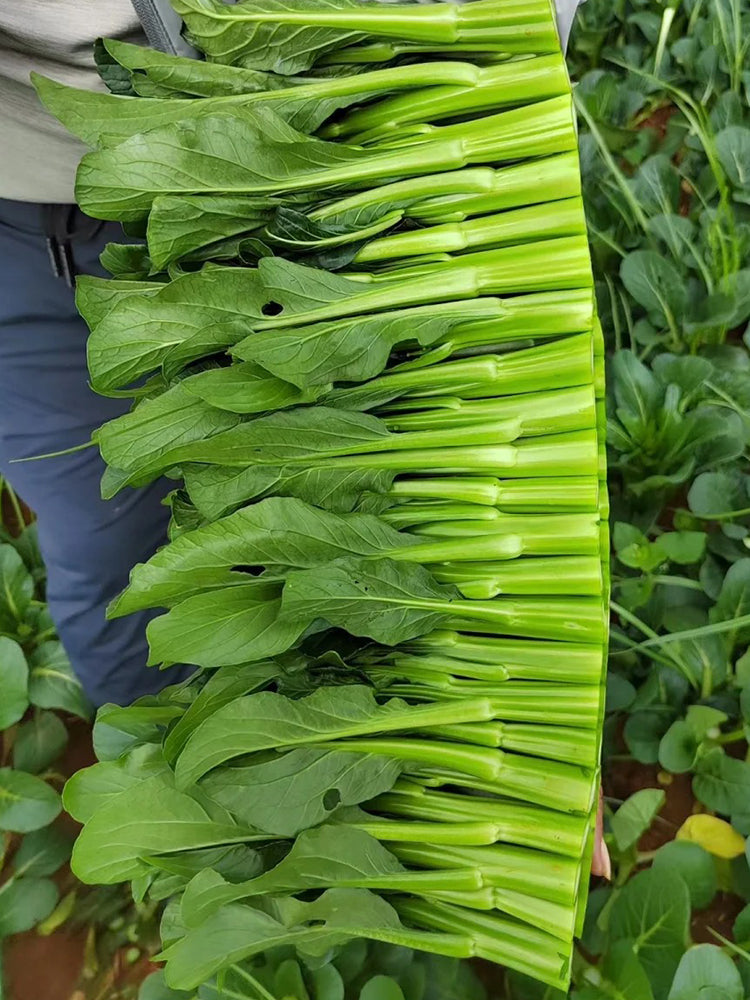 Meiqi No.2 Sweet Choy Sum