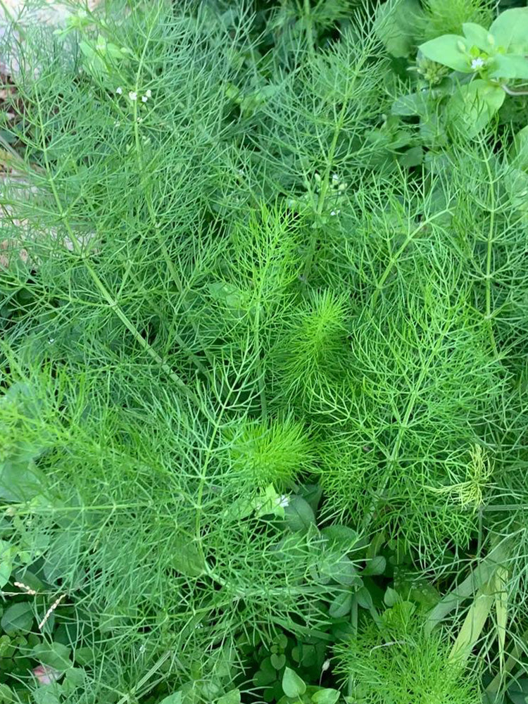 Small Leaf Fennel