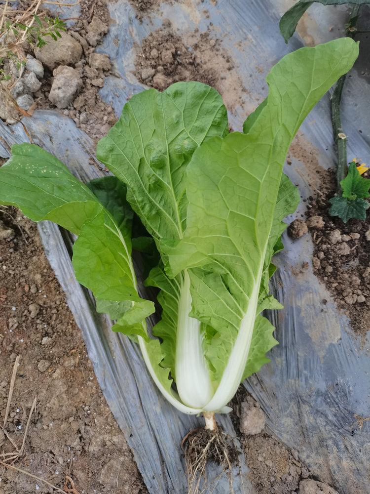 'Jinmei 516' Fast-growing Bok Choy