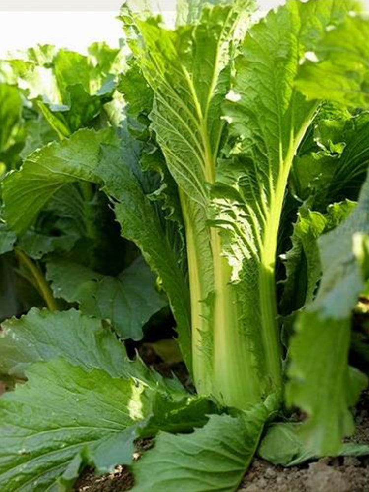 Tianjin Qingmaye Chinese Cabbage