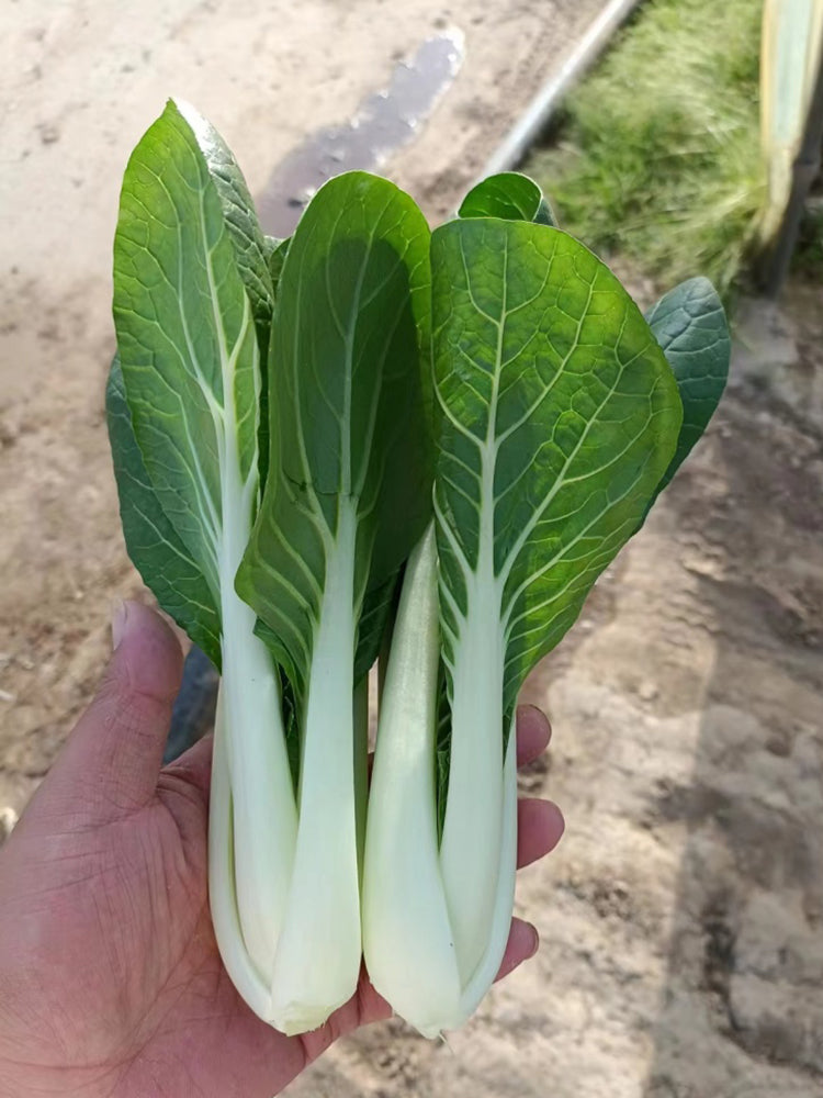 Golden Beauty Black Leaf Bok Choy
