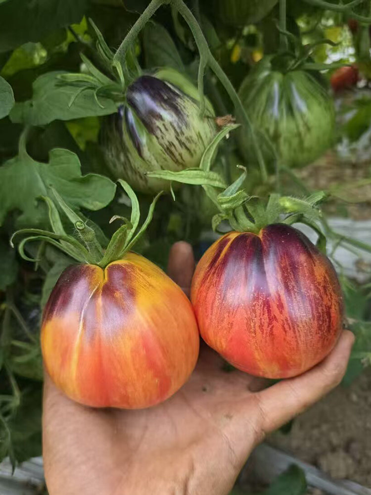 1027 Fiery Veil Tomato