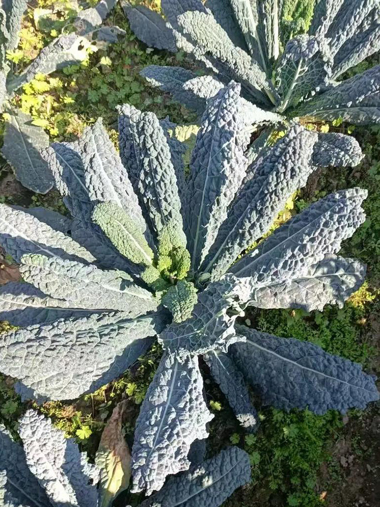 Blue Feather Kale