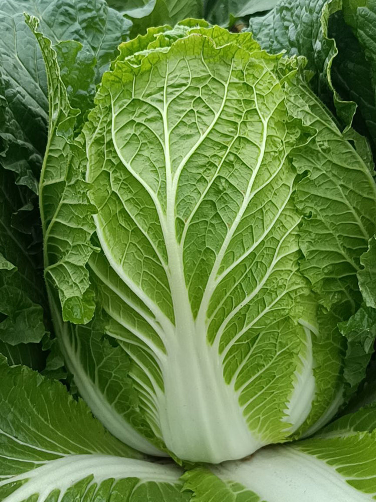 Double Season Golden Inlaid Jade Cabbage