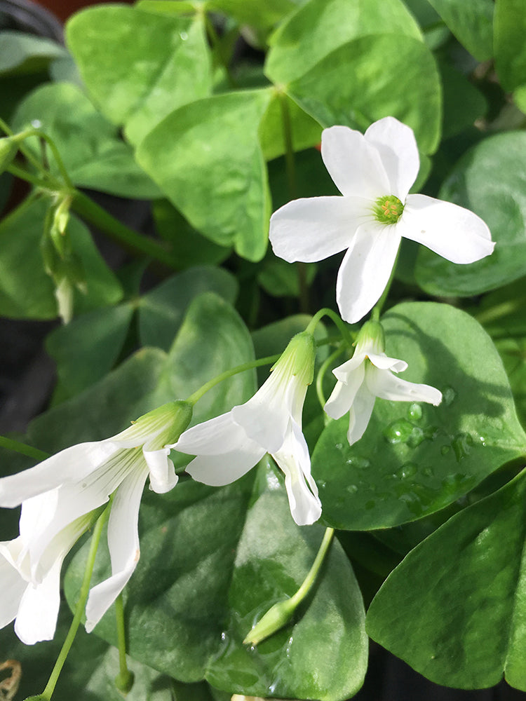 Oxalis triangularis Green