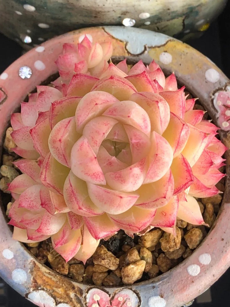 Echeveria cv. 'Red Queen'