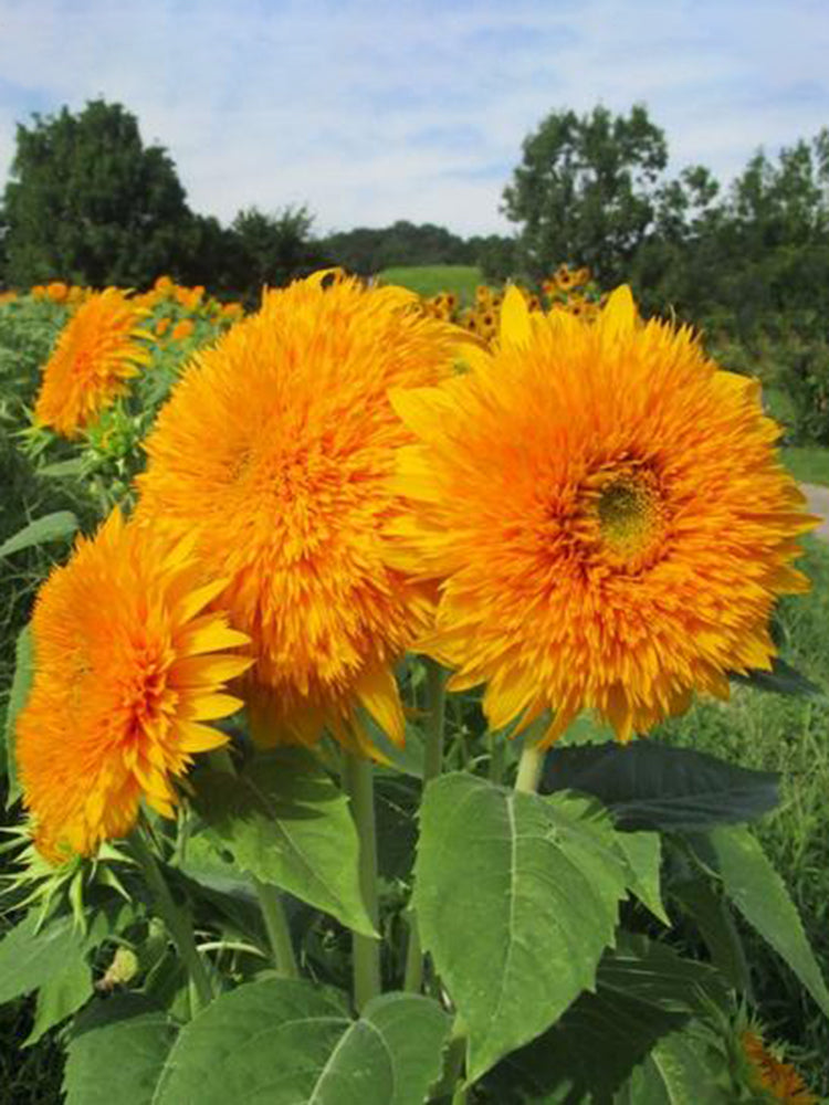 Teddy Bear Sunflower