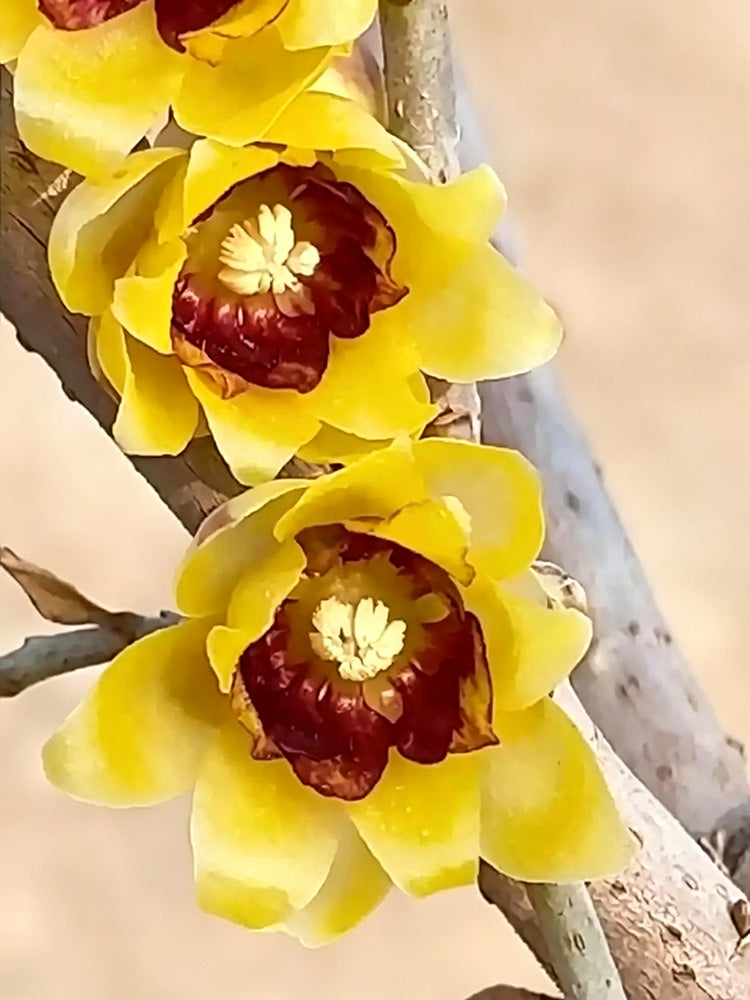 Guifei Sandalwood Wintersweet
