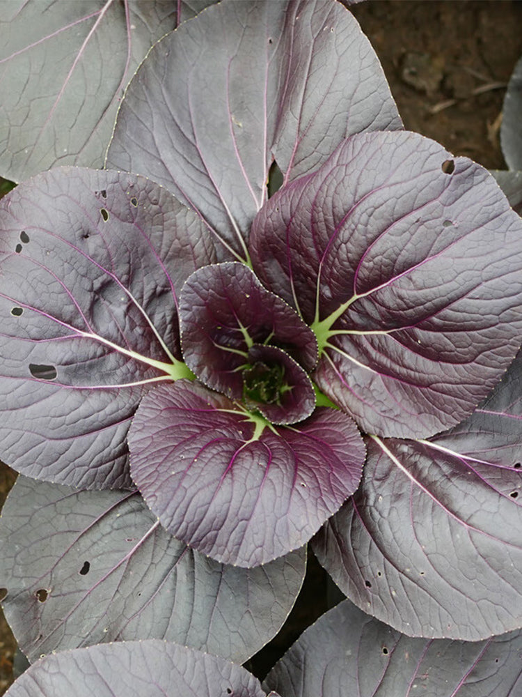 Purple Bok Choy