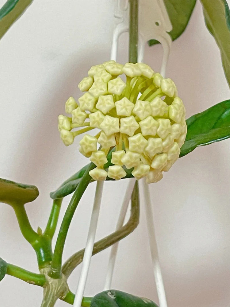 Hoya latifolia Unrooted Stem Cuttings