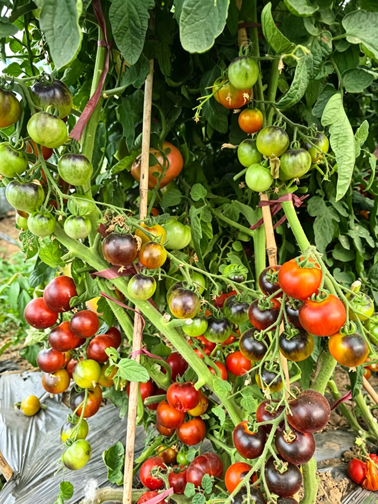 1015 Fahrenheit Blue Tomato