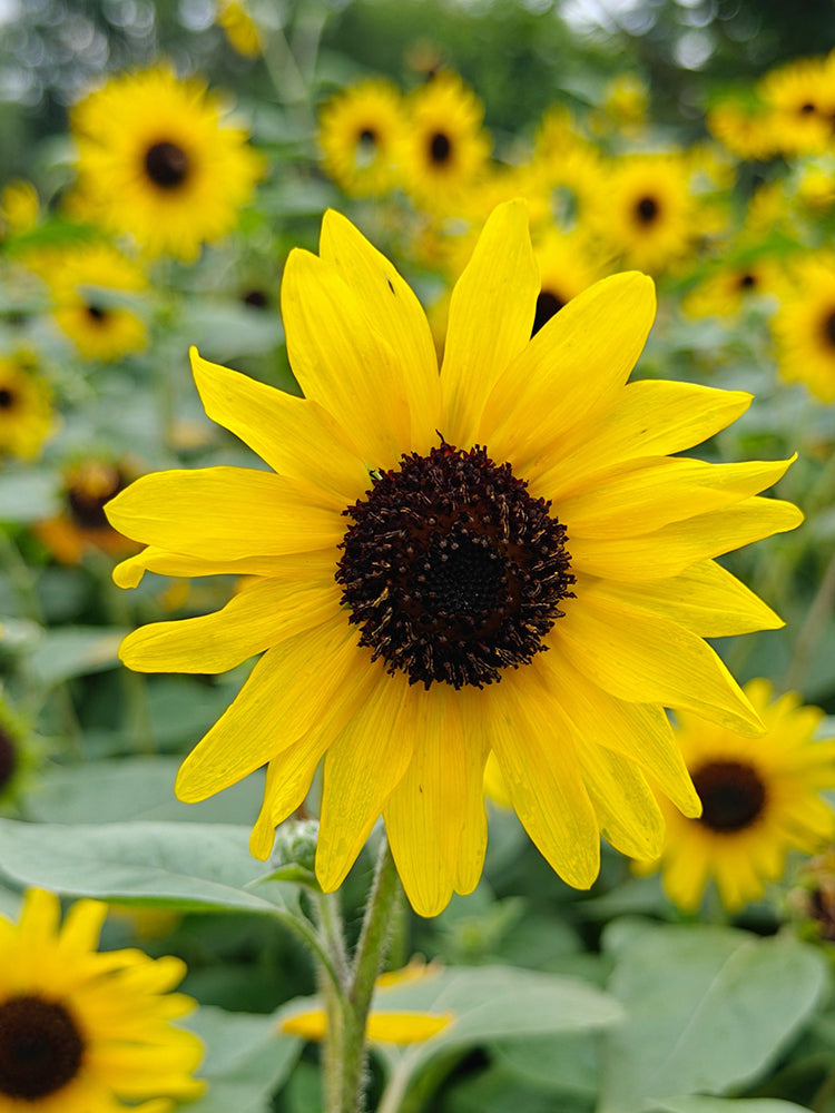 Yellow Rose Sunflower