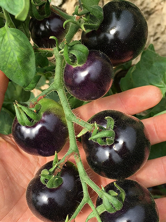 Black Enchantress Fruit Tomato