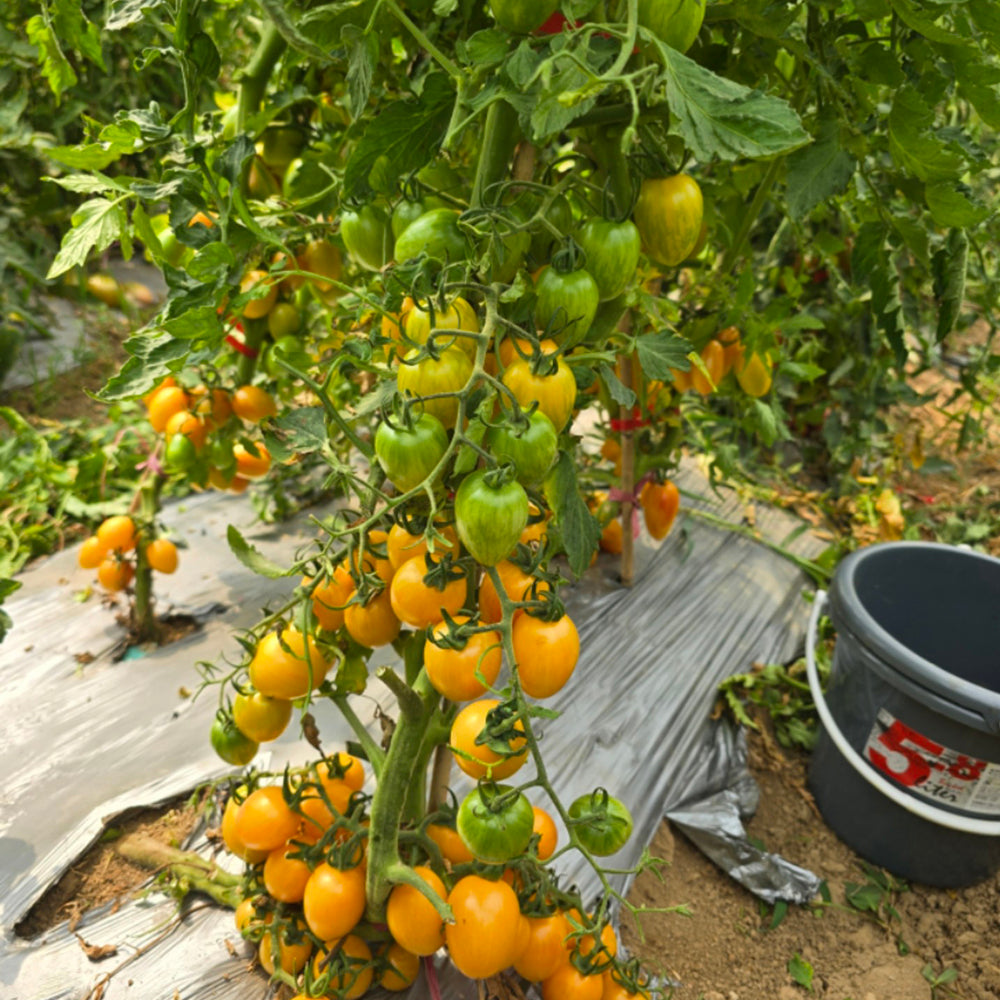 759 Tennessee Surprise Yellow Cream Oval Tomato