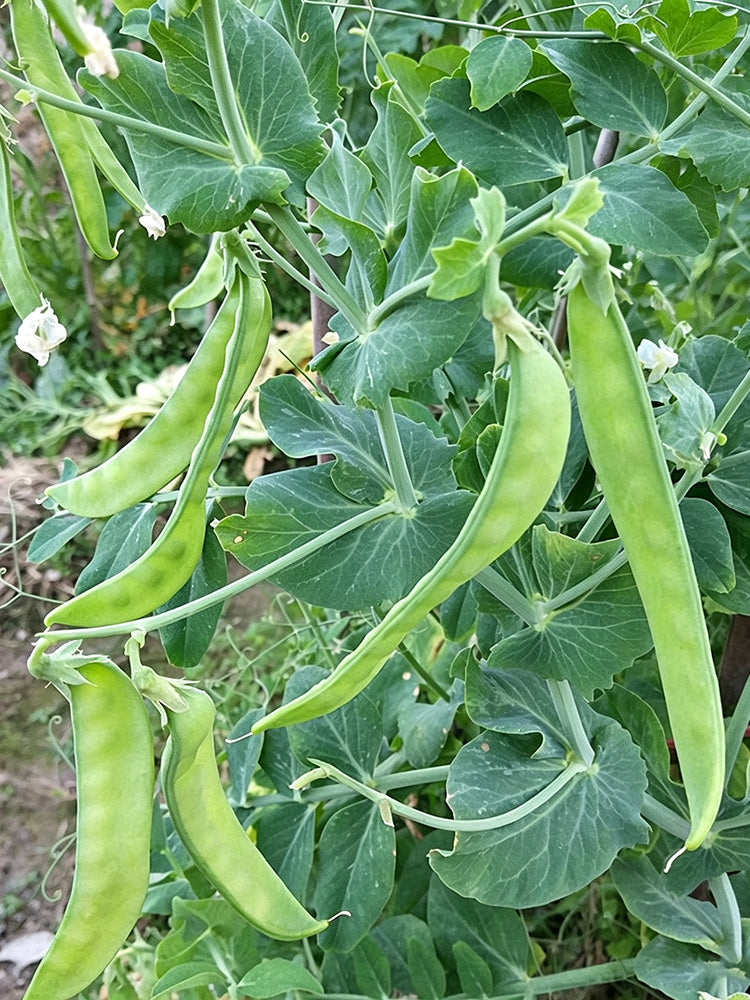 White Flower Double Pod Snow Pea