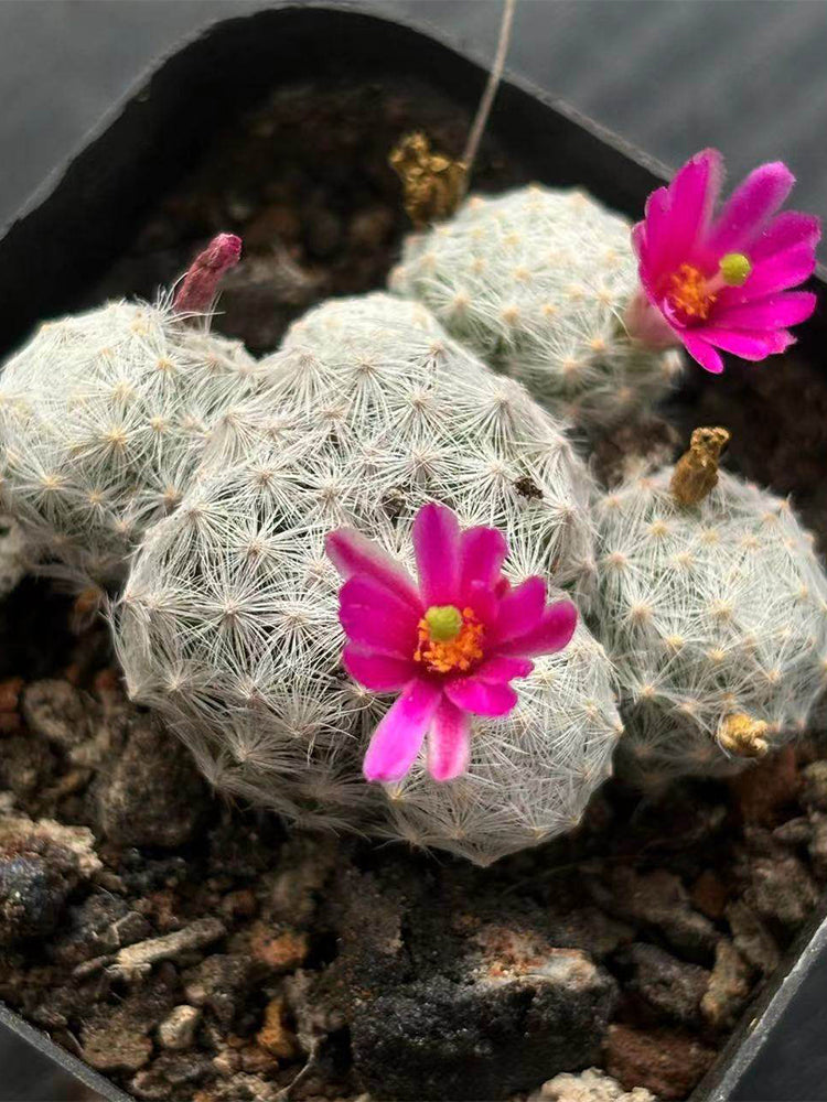 Mammillaria humboldtii