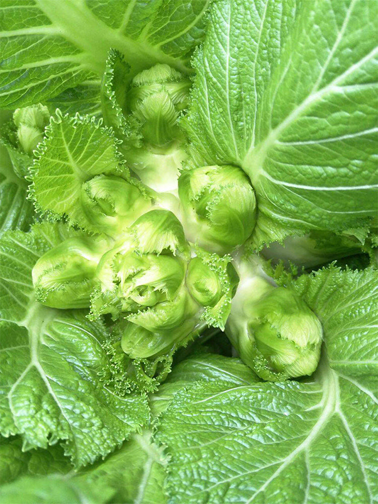 Keguang Baby Mustard Greens