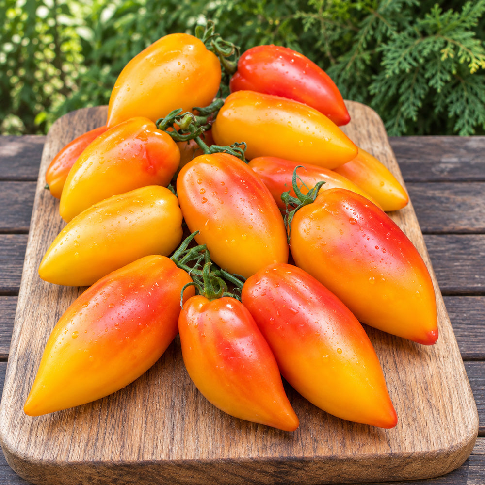 458 Marina's Praise Tomato