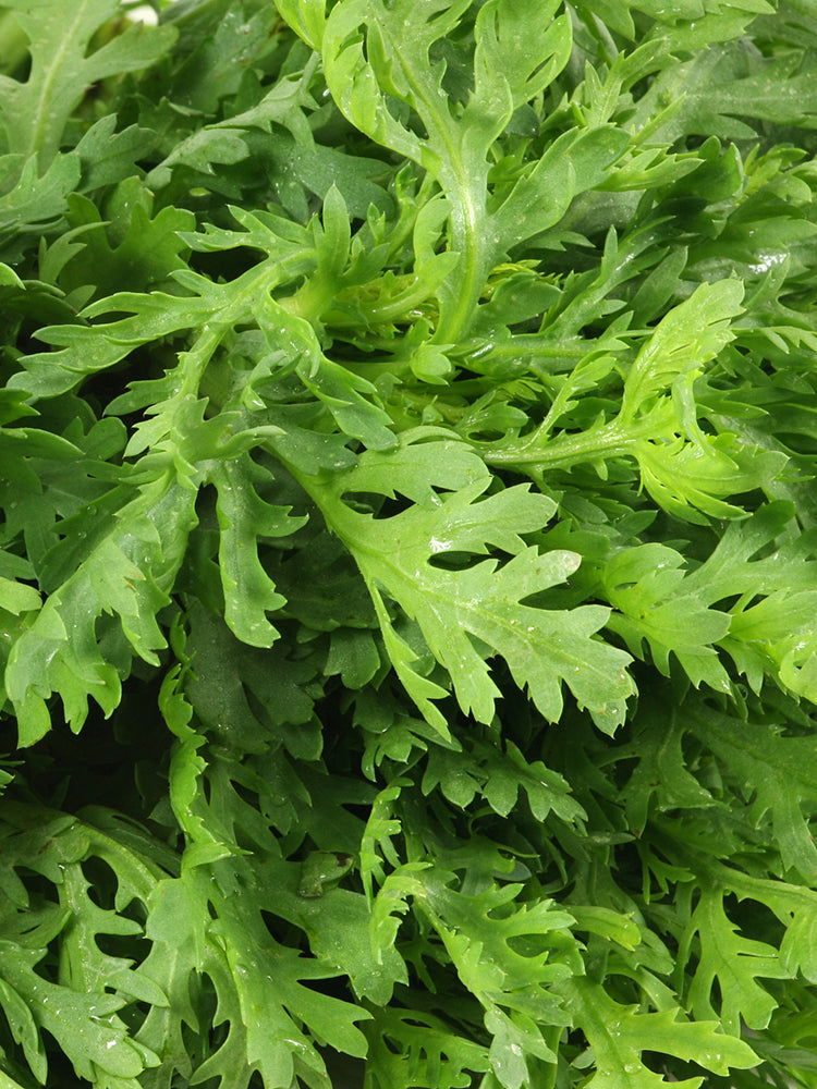 Jiemei Xiangju Garland Chrysanthemum