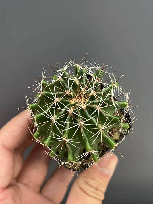 Thelocactus setispinus