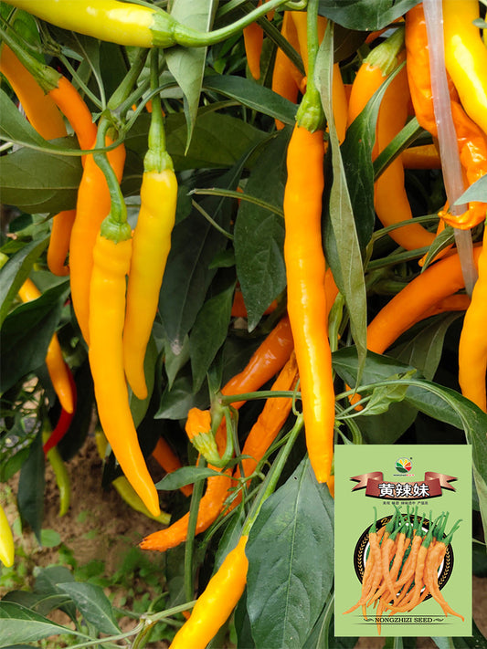 'Yellow La Mei' Long Chili Peppers