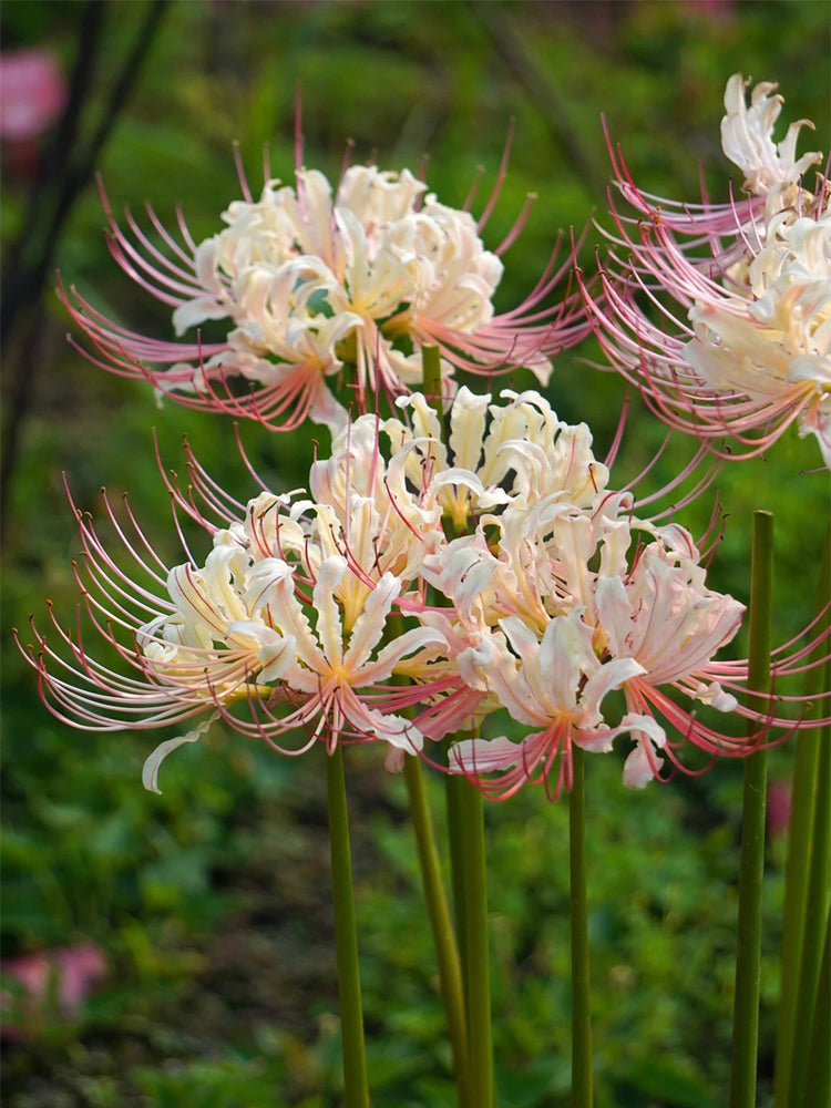 Lycoris squamigera 'White Chunxiao'