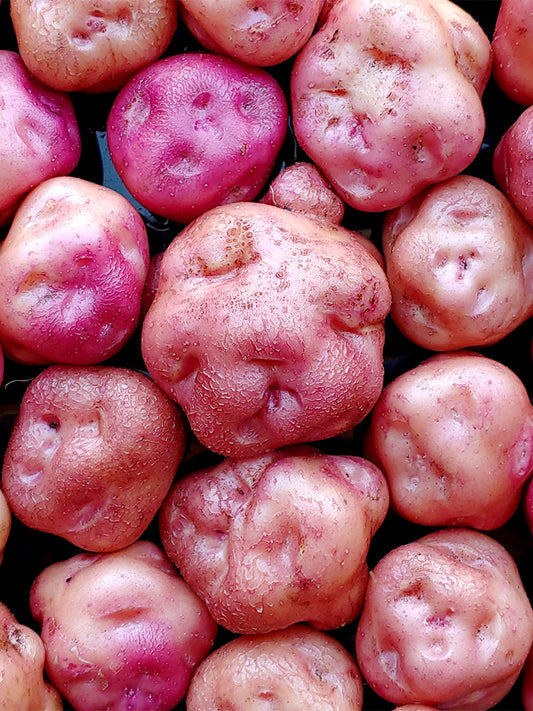 True Potato Seeds (TPS), Yum Llum
