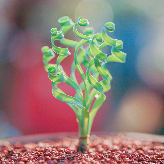 TD005 Albuca concordiana 'Guifei' Dormant Bulb