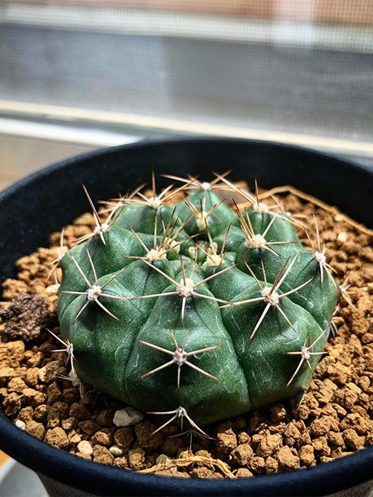 Gymnocalycium anisitsii