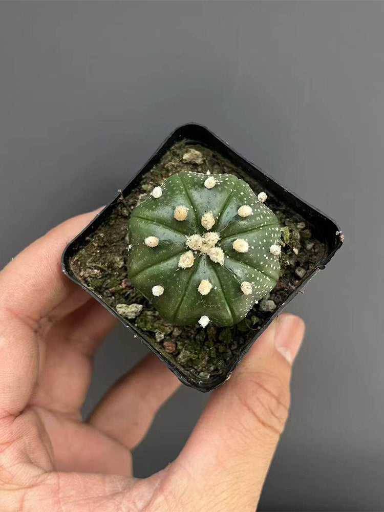 Astrophytum asterias
