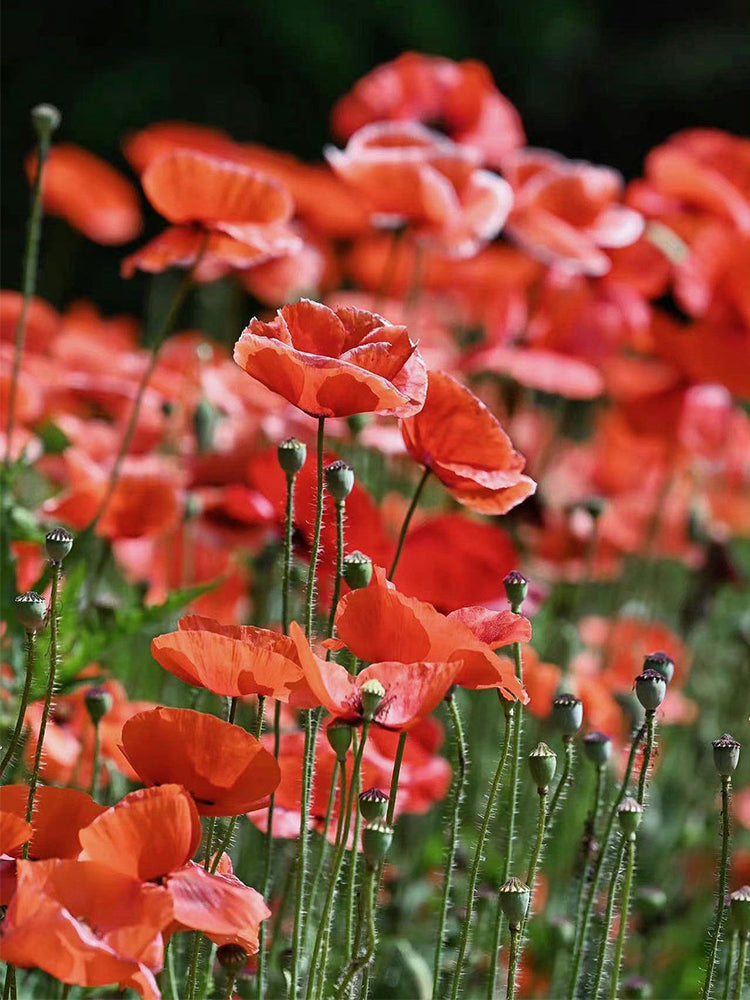 Hezhichun Field Poppy