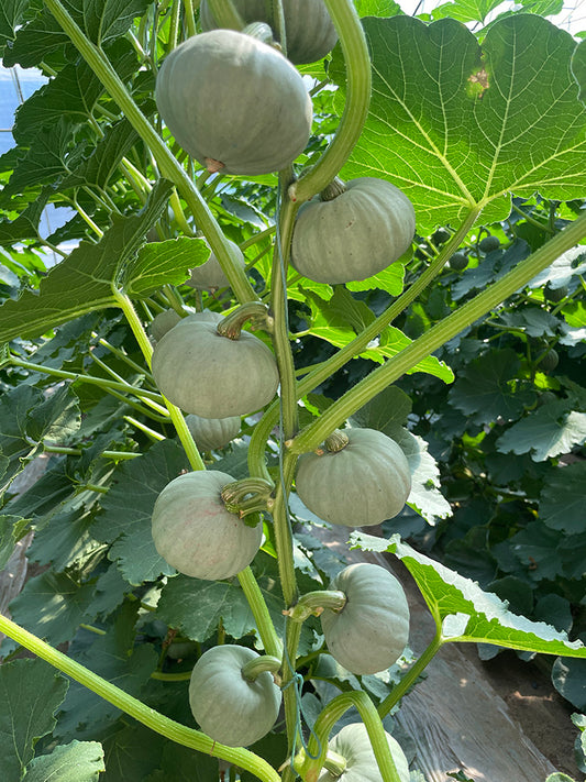 Silver Baby Chestnut Pumpkin
