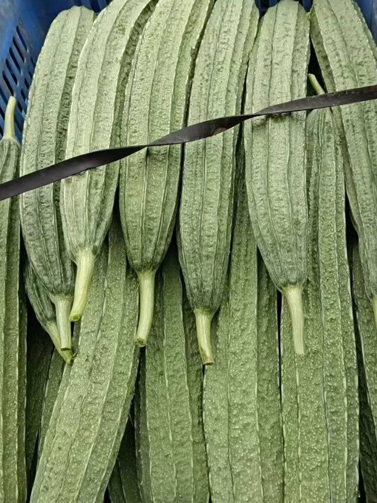 Jiemei Speckled Ridge Gourd