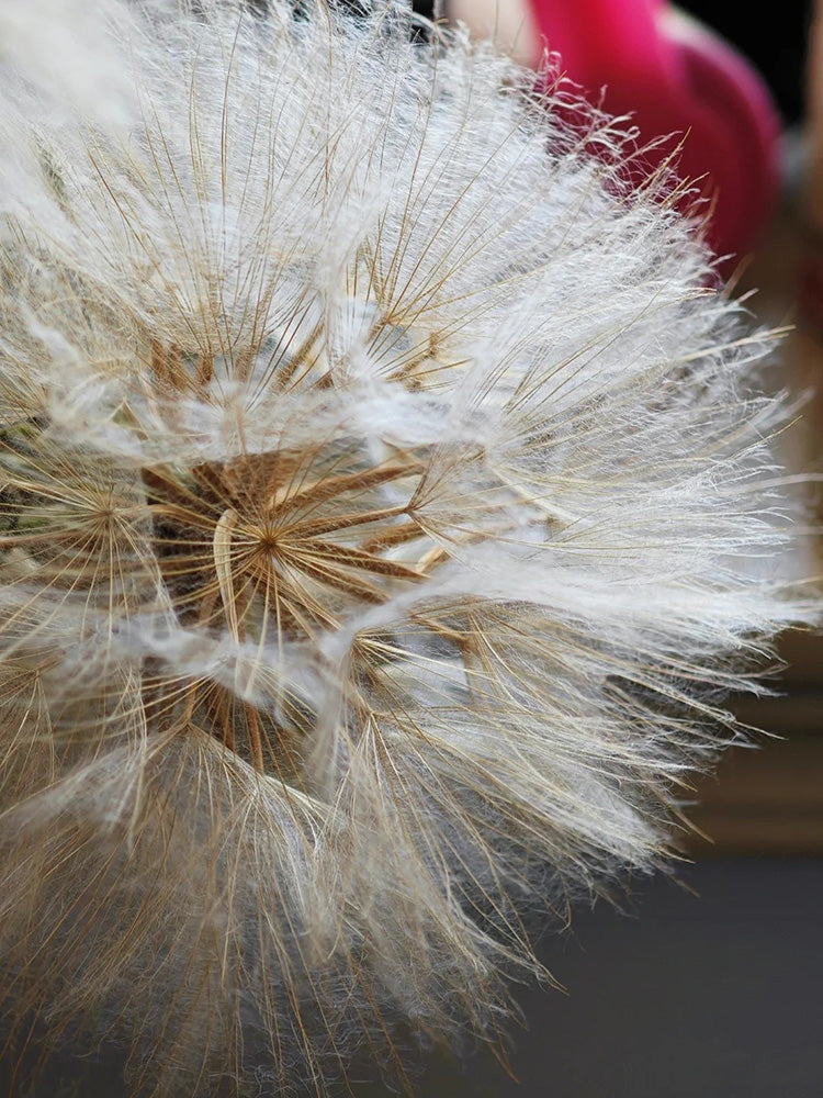 Giant Salsify