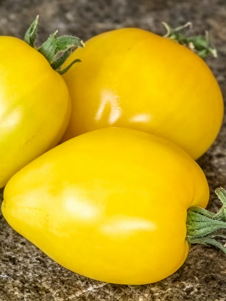 1036 Dwarf Lemon Ice Tomato