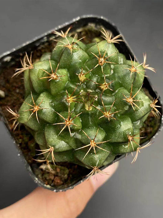 'Lishe Peony' Live Cactus