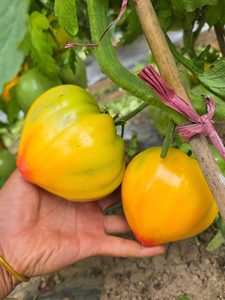 Fairy Rainbow Tomato
