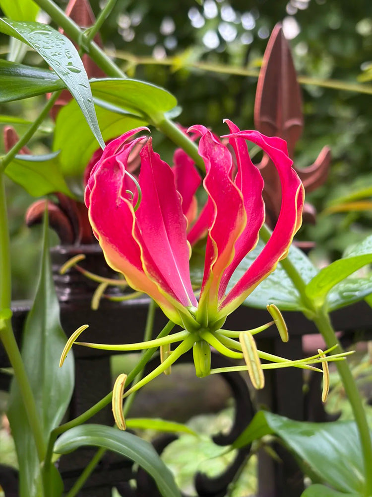 Mixed Color Gloriosa Lily