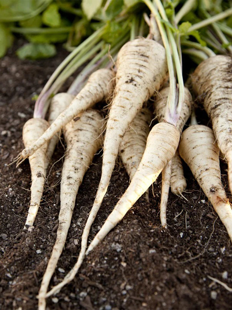 Parsnip