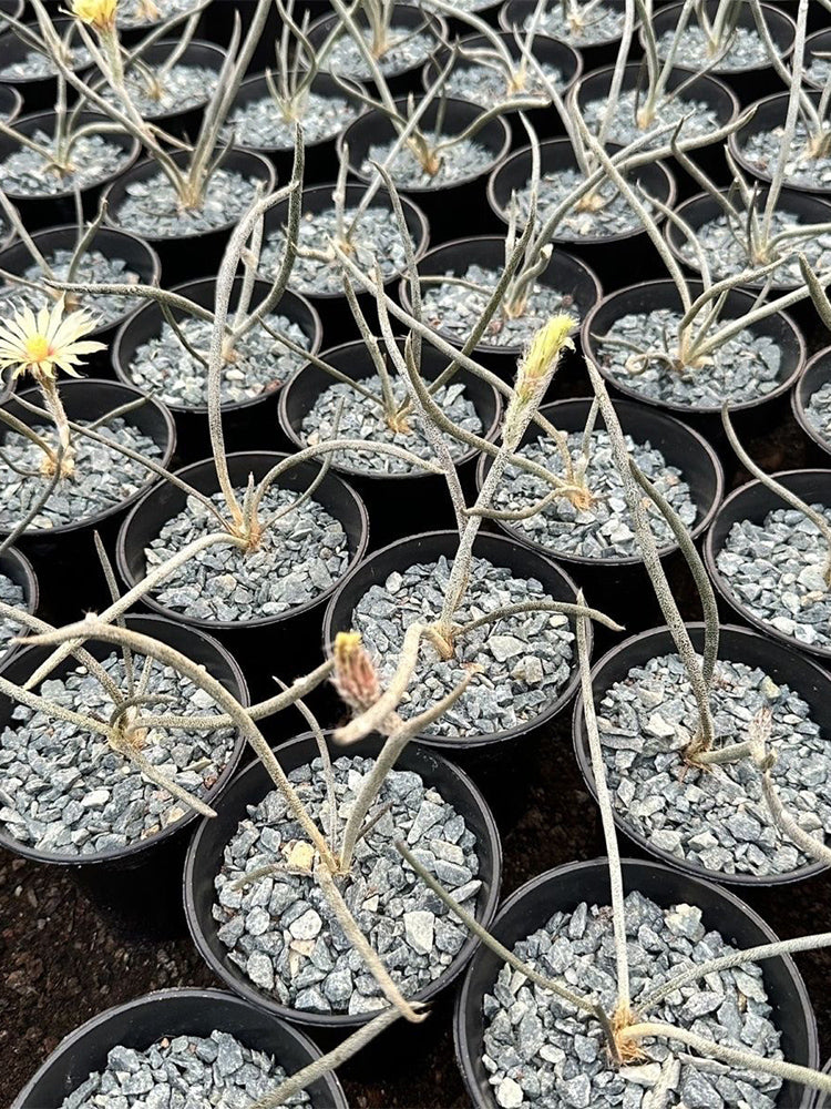 Astrophytum caput-medusae