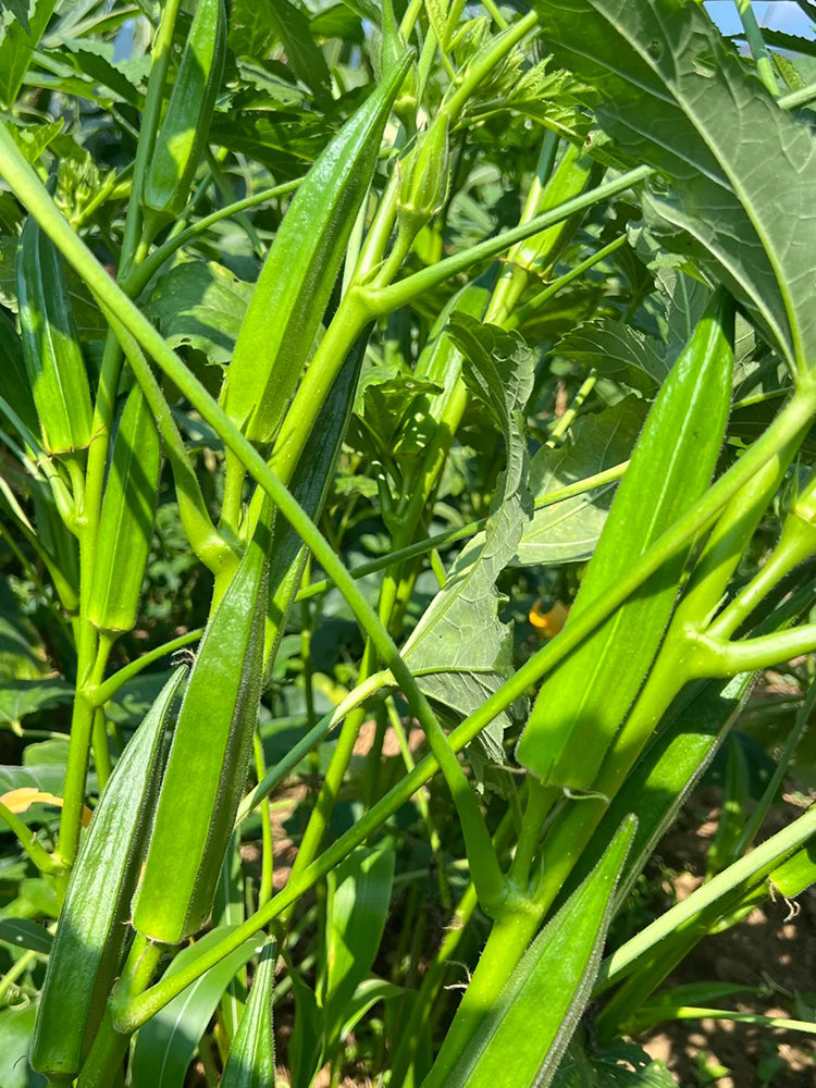 Traditional Okra