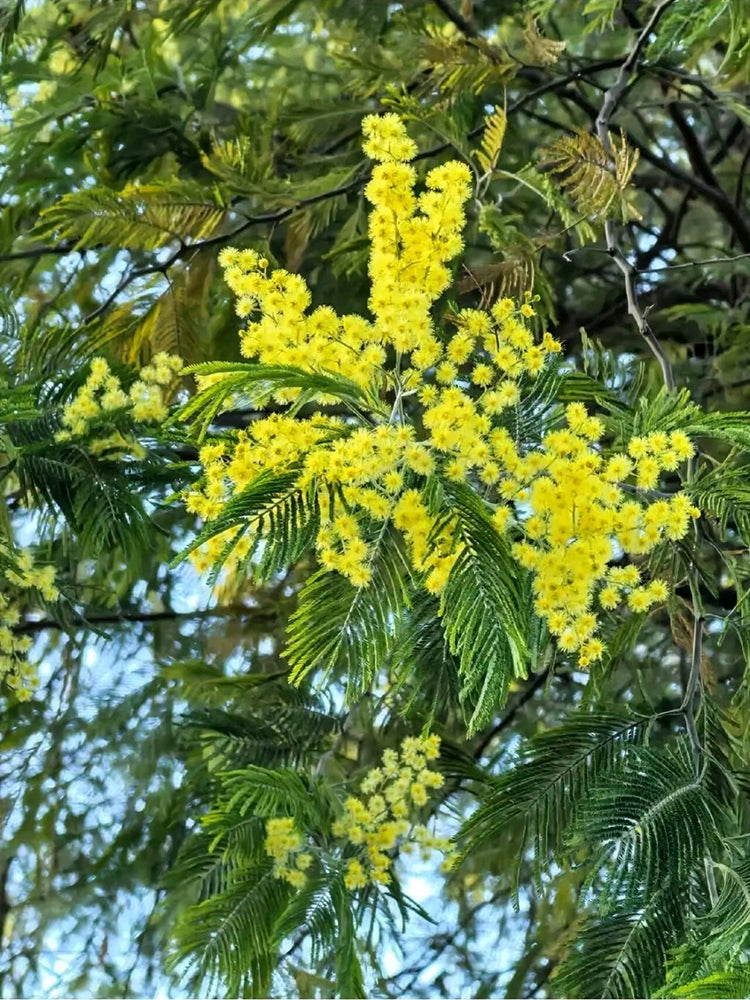 Silver Wattle