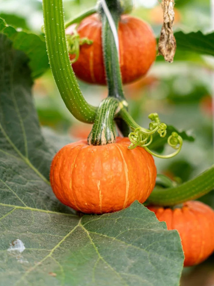 Red BeiBei Pumpkin