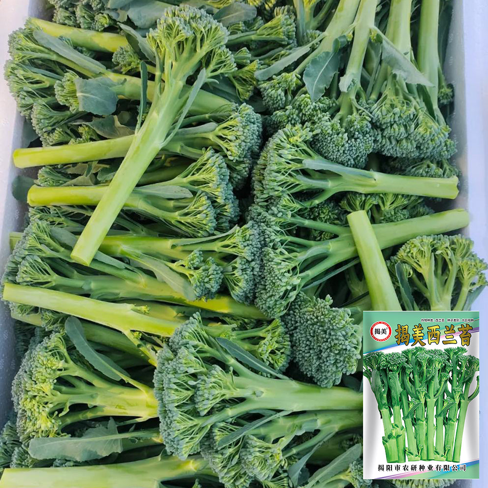 W962 Jie Mei Sprouting Broccoli