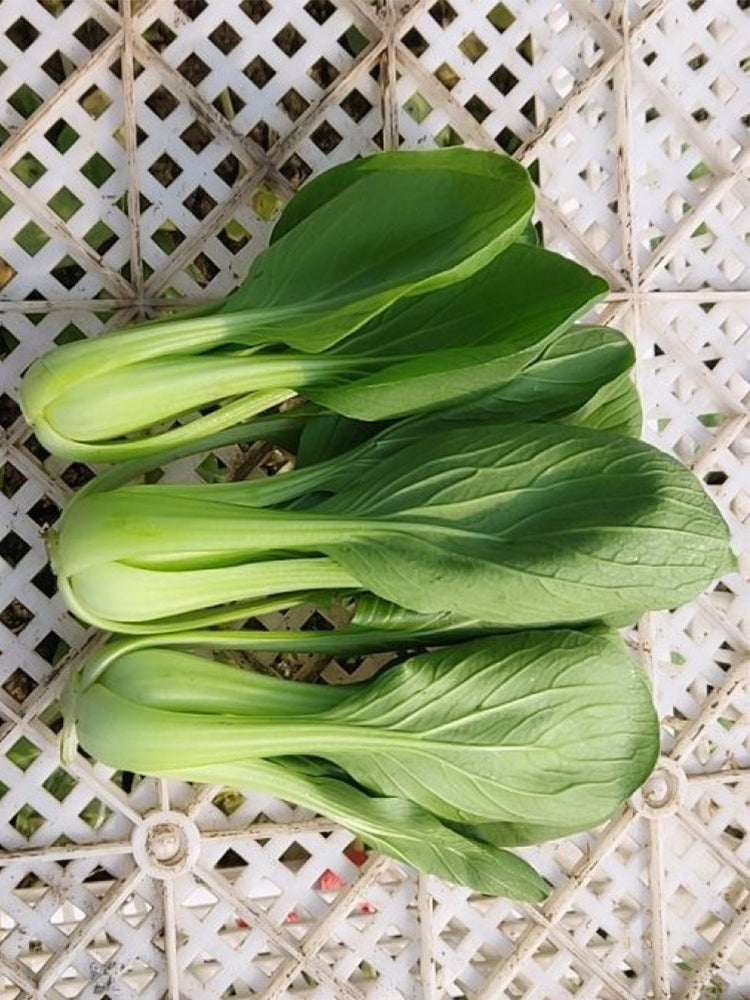 'Jinmei 22' Pak Choi